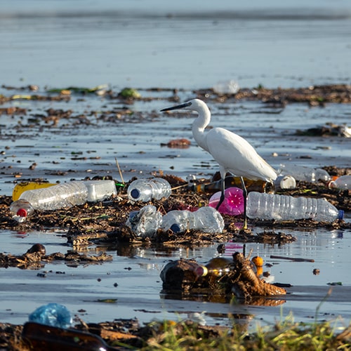 What to Look for in a Water Bottle — Egretta Garzetta Walking Between Many Plastic Bottles.