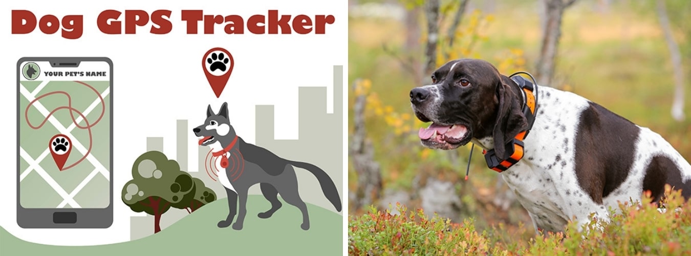Tips for Camping with a Dog — Dogs with GPS Tracker.
