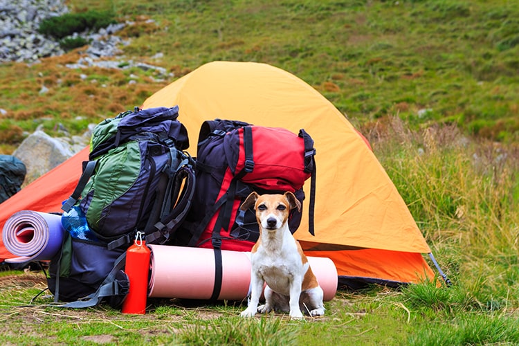 Tips for Camping with a Dog — A Dog Near Tent and Camping Gears.